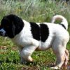 Chiot Landseer Faun et Combo z laderova